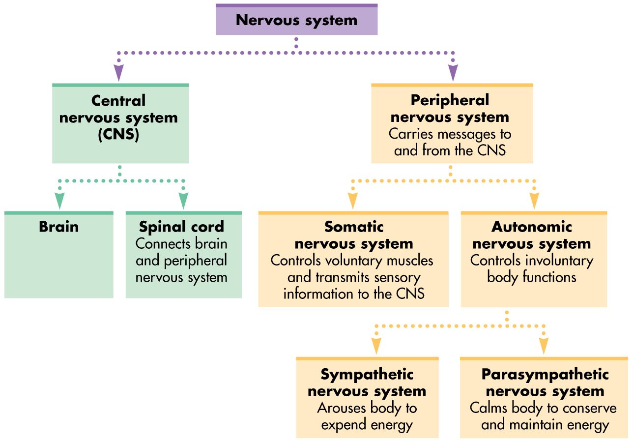 Nervous System Organization Chart Submited Images Pic 2 Fly | Nervous ...