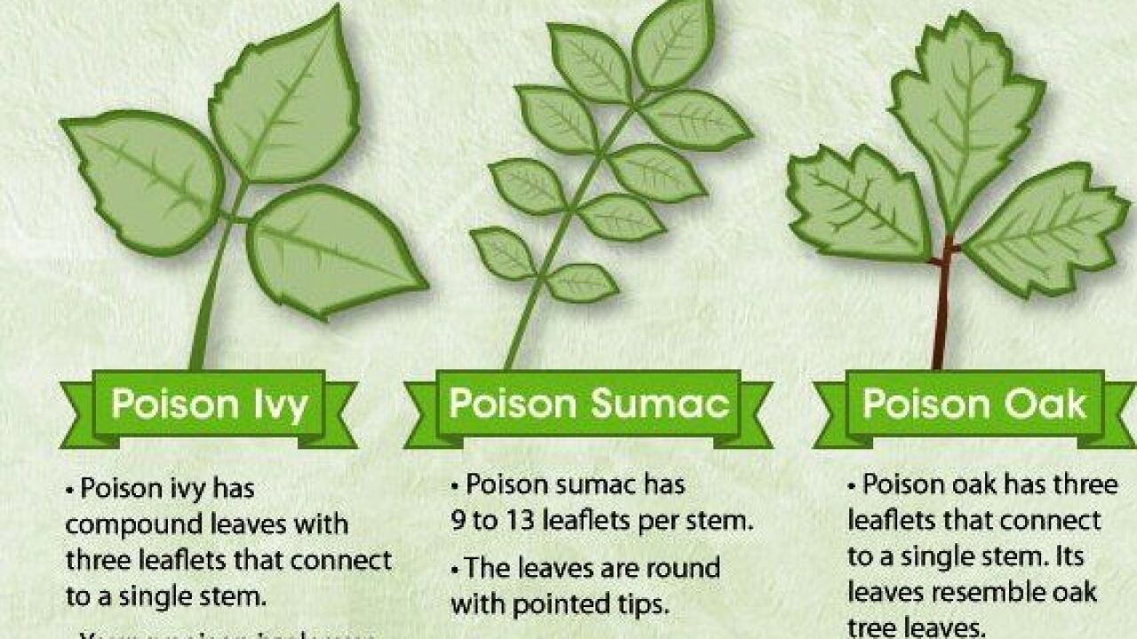 Knowing the difference between poisonous plants Outdoor Planters ...