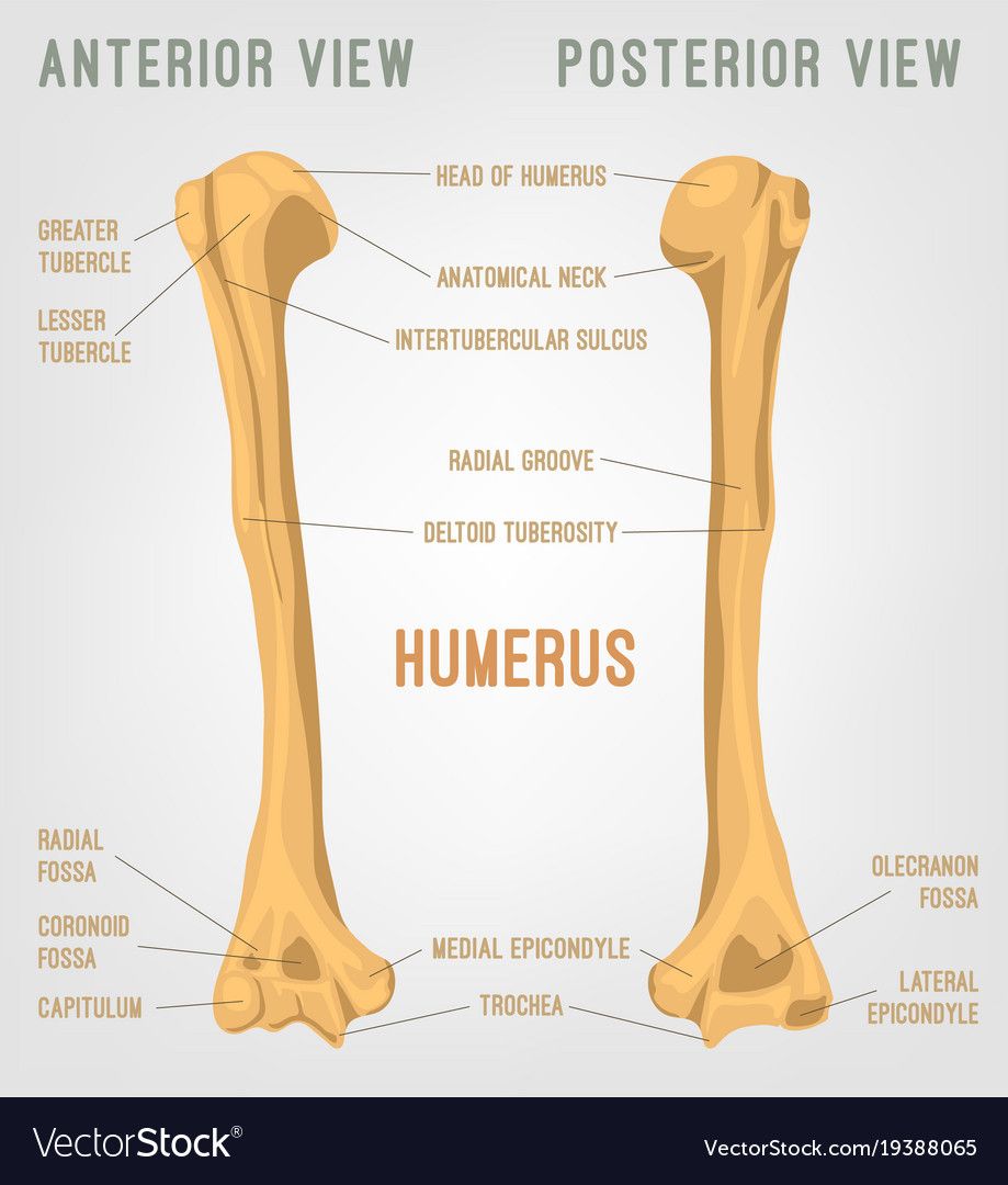 Anatomy Bones, Skull Anatomy, Human Anatomy, Anatomy Art, Anatomy ...