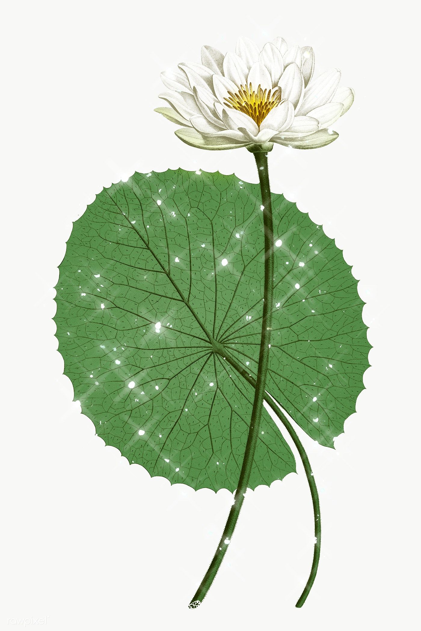 Egyptian Lotus Flower Drawing