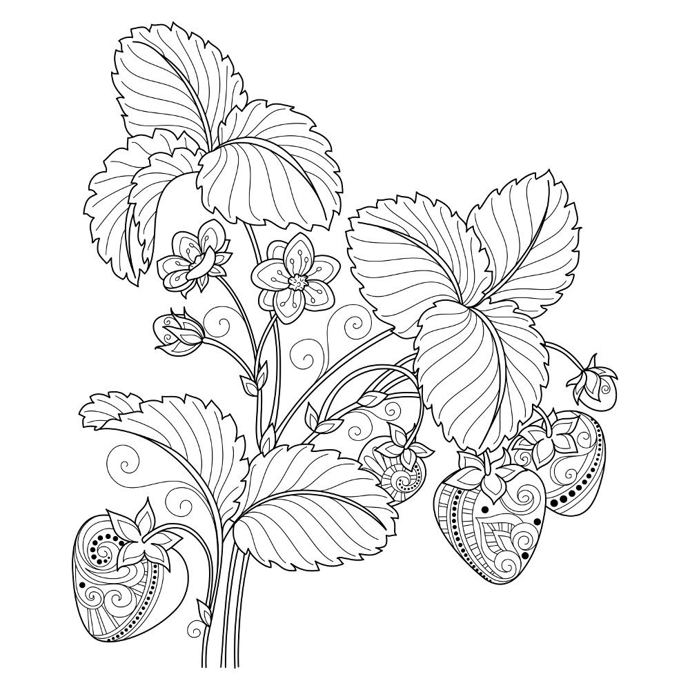 Printable Adult Coloring Pages Fruit