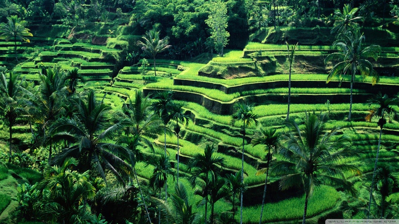 gambar pemandangan sawah yang indah