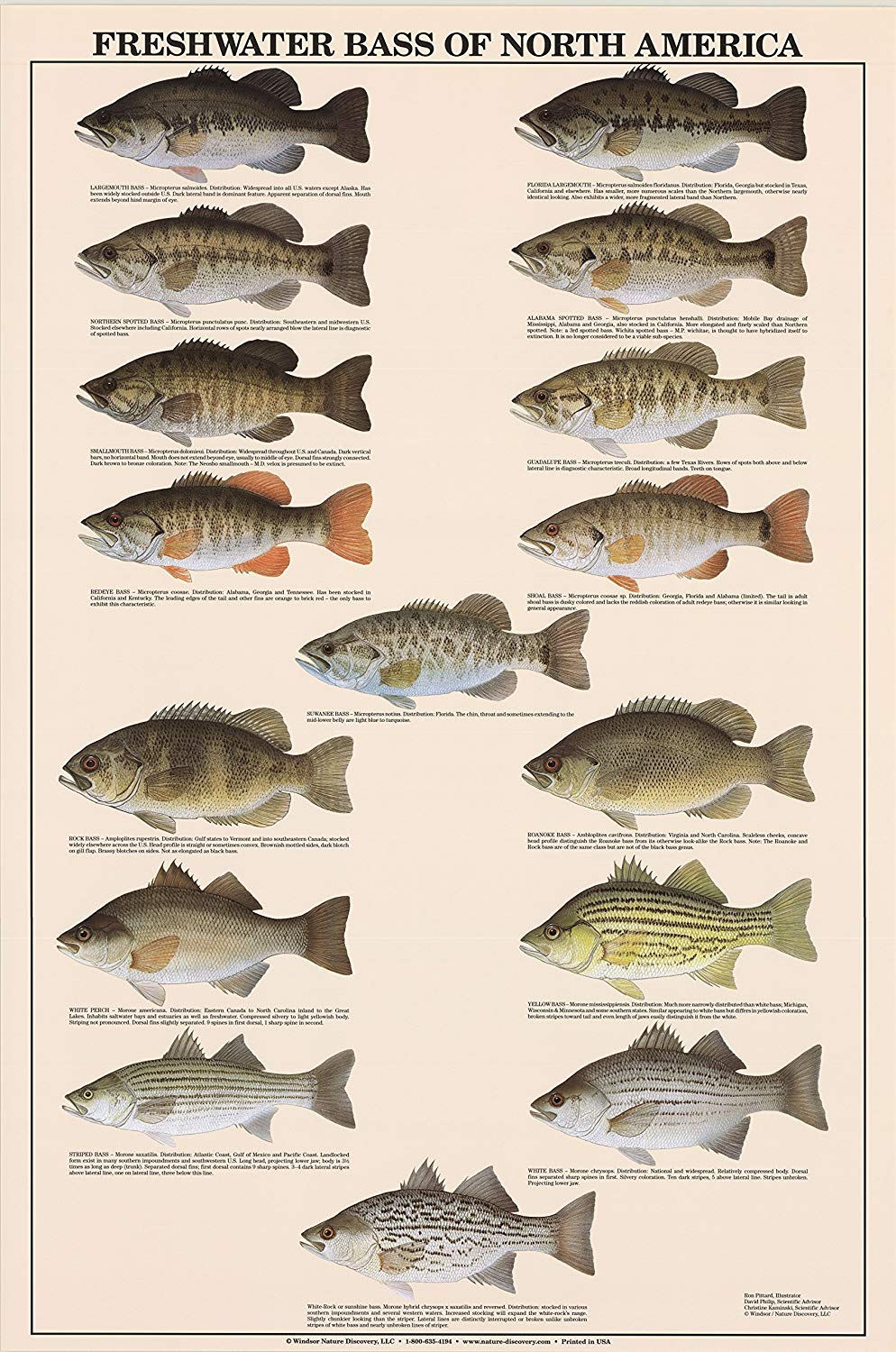 Indiana Fish Identification Chart