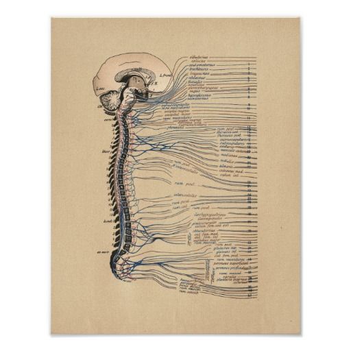 Human Spinal Nerves Anatomy Vintage Print Spinal Nerves Anatomy, Nerve ...