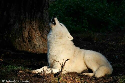 Howling White Wolf White Wolf, Wolves, Animals, Loneliness, Arctic Wolf ...