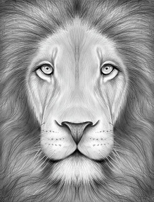 Lion Head. - gregjoens.com | Lion head drawing, Lion face drawing, Lion