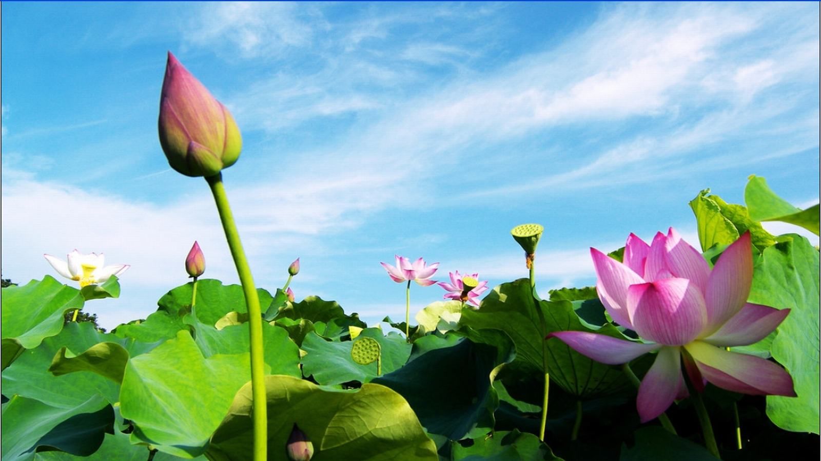 Hình nền hoa sen HD tuyệt đẹp cho máy tính | Flowers, Beautiful ...