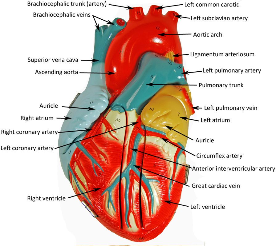 Anatomy Of The Human Heart Labeled