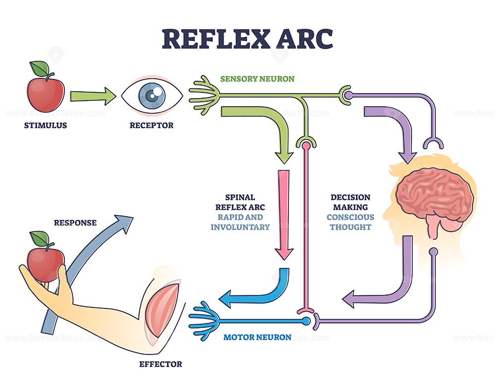 Reflex ARC sensory neuron pathway from stimulus to response outline ...