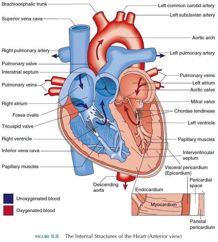 The Heart: Structure and Function | Anatomy flashcards, Anatomy and ...