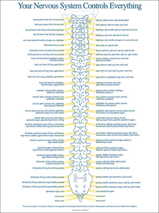 Nerves Of The Spine Chart