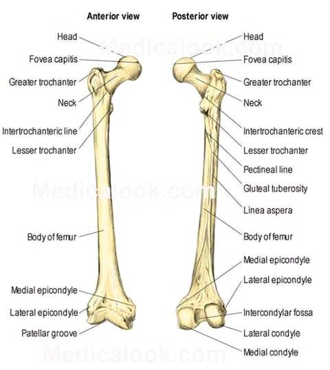 Human Femur Bone Anatomy : Bones: Femur. – Anatomy & Physiology ...