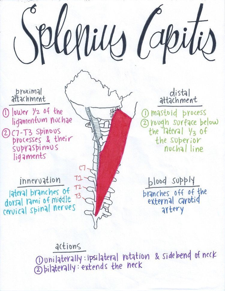 Splenius Capitis Yoga Anatomy, Anatomy Study, Anatomy Drawing, Muscular ...