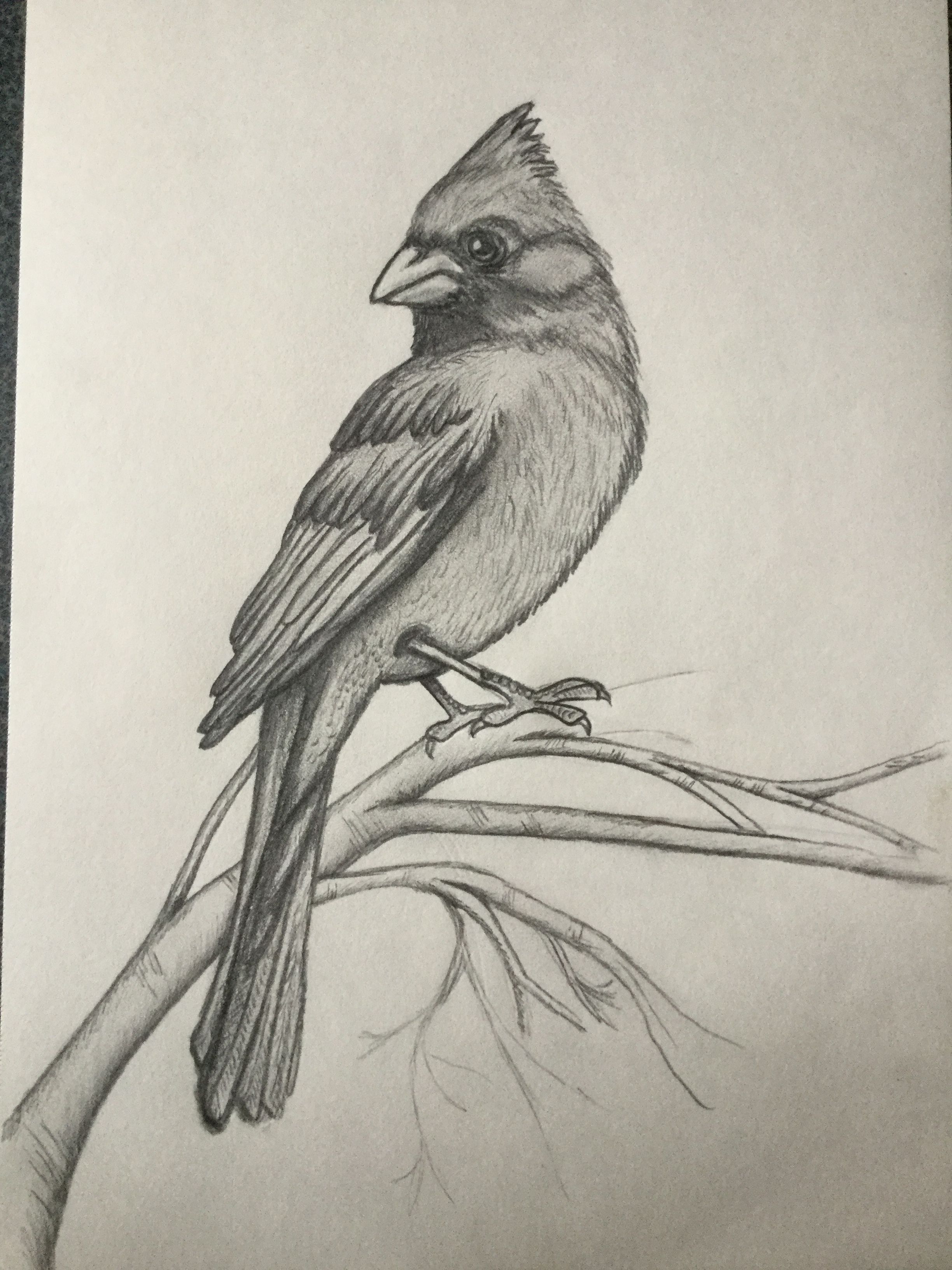 My Cardinal Pencil Drawings In 2019 Art Drawings Drawings