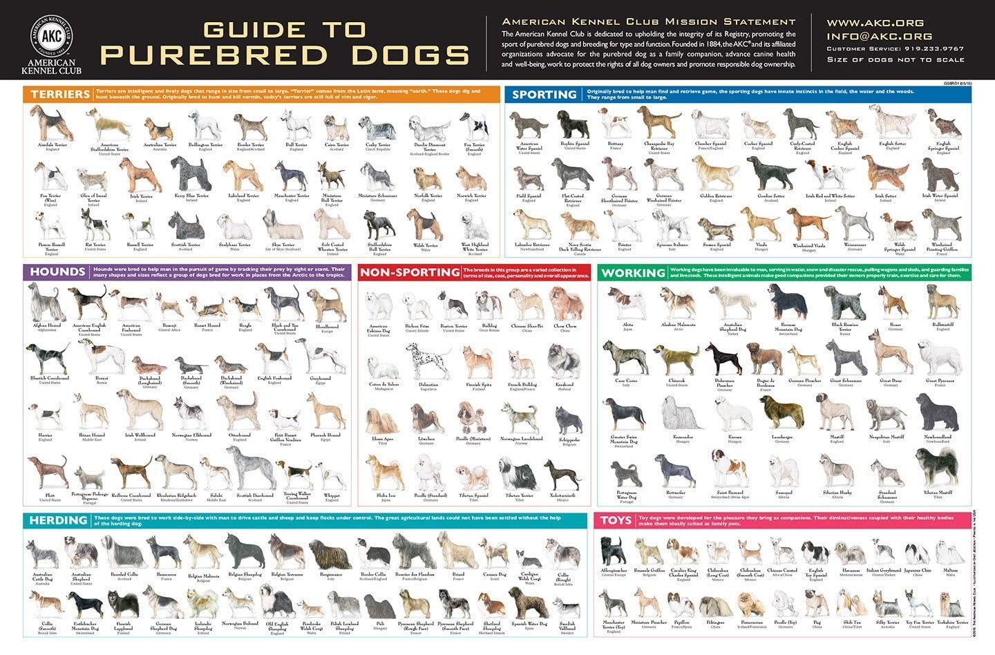 Akc Breeds Poster | Akc Breeds, Akc Dog Breeds, Purebred Dogs