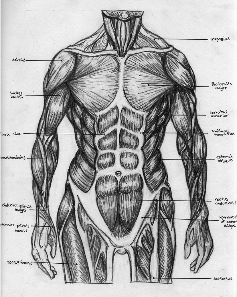 Torso Anatomy Diagram / Torso Anatomy Diagram Graph Diagram - The major ...