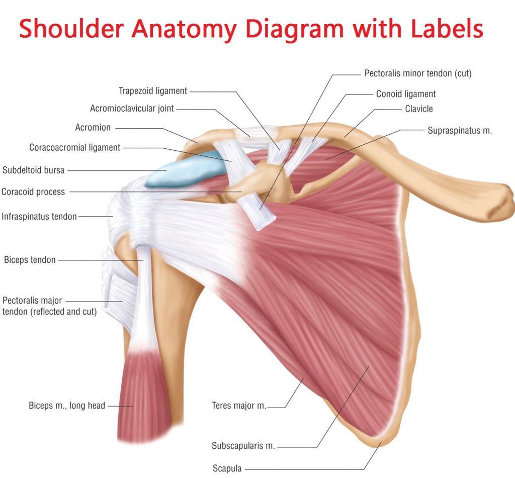 Anatomical Physiology Of The Shoulder Joint