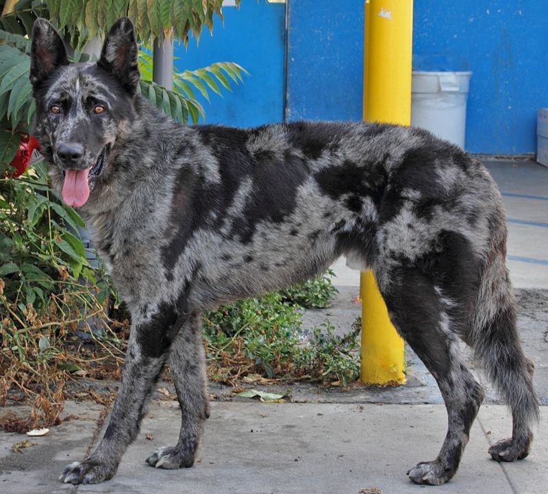 Pin On German Shepherd