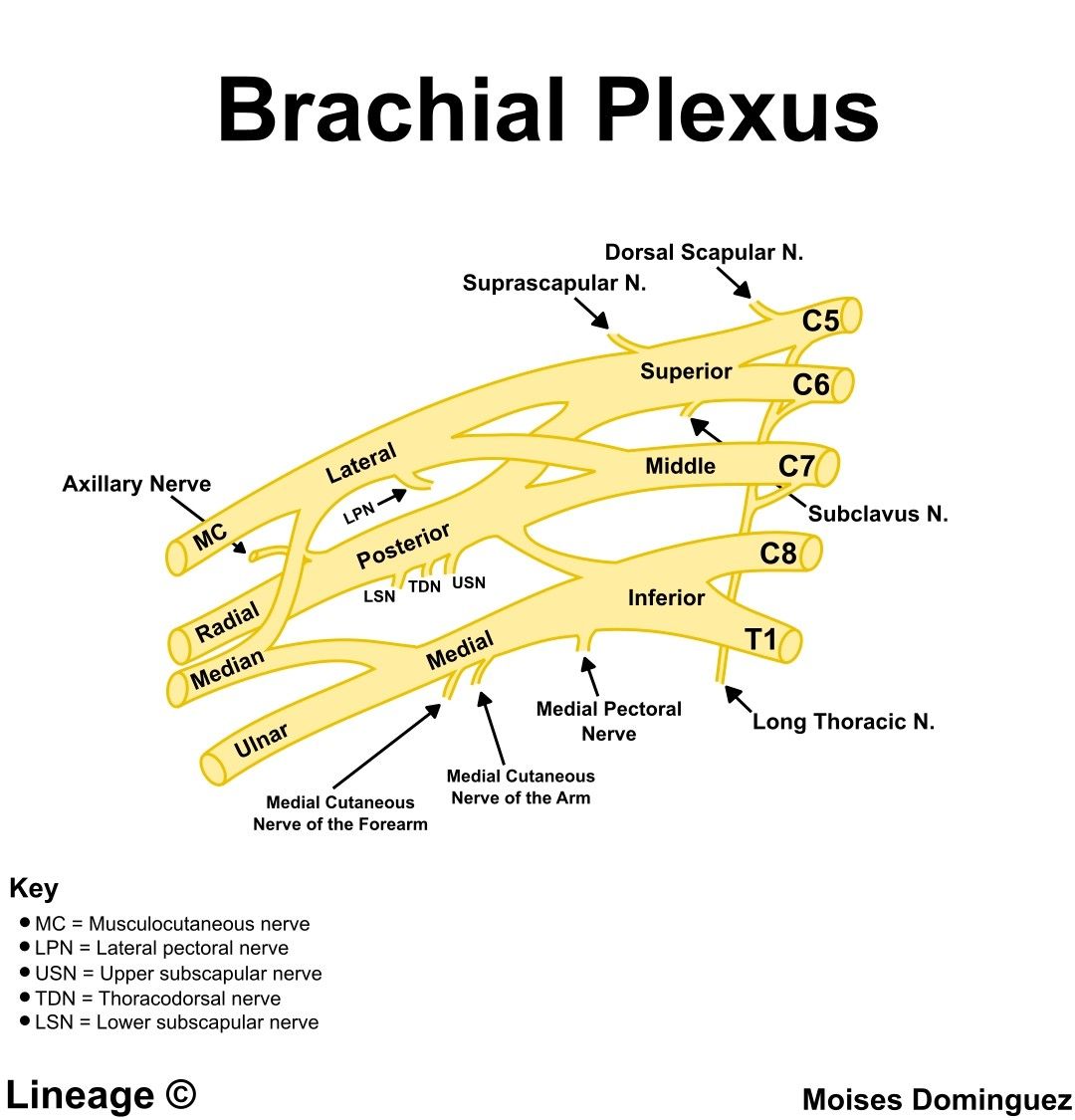 Biracial Plexus Branches | Plexus products, Brachial, Ulnar nerve