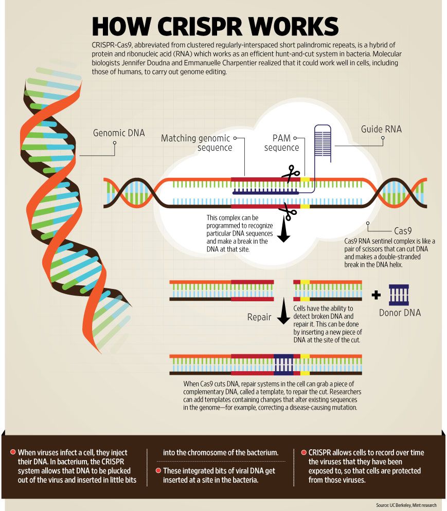 How genes are edited using CRISPR-Cas9 - Livemint | Teaching biology ...