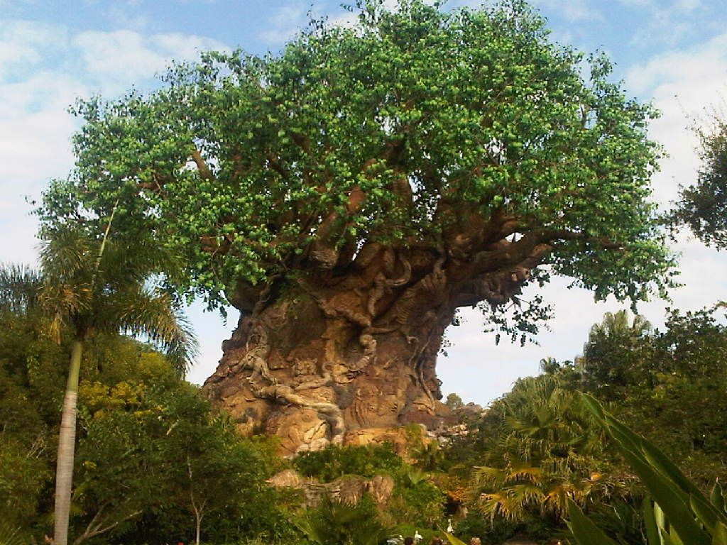 Download big-assed tree | Favorite places, Natural landmarks, Animal kingdom