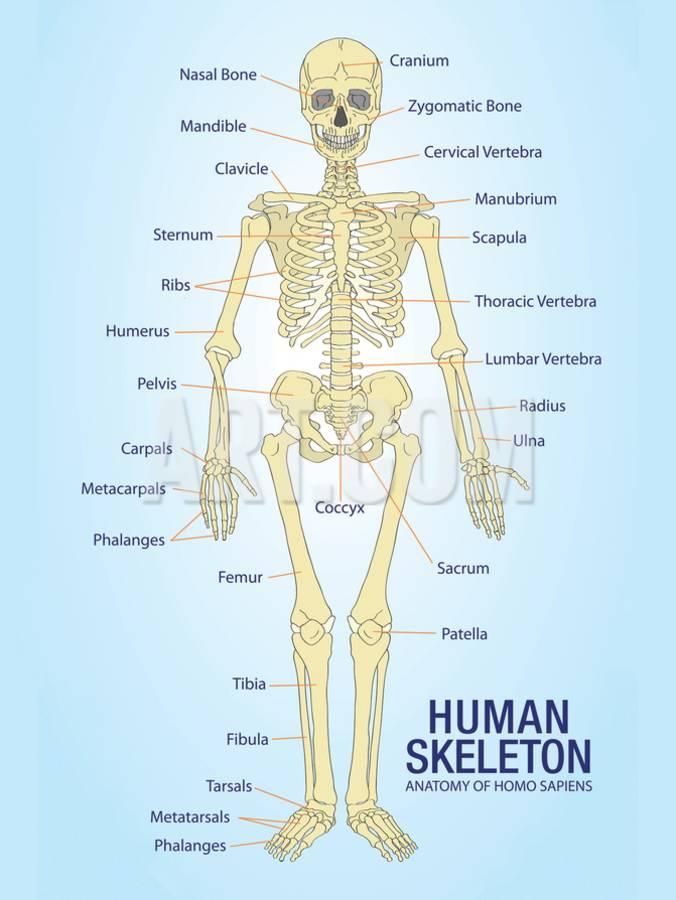 Free Printable Human Skeleton Labeled