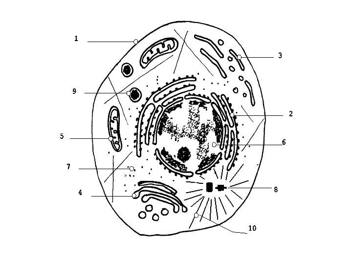 Celula Animal Para Colorear Sin Nombres Imagui Con Imagenes