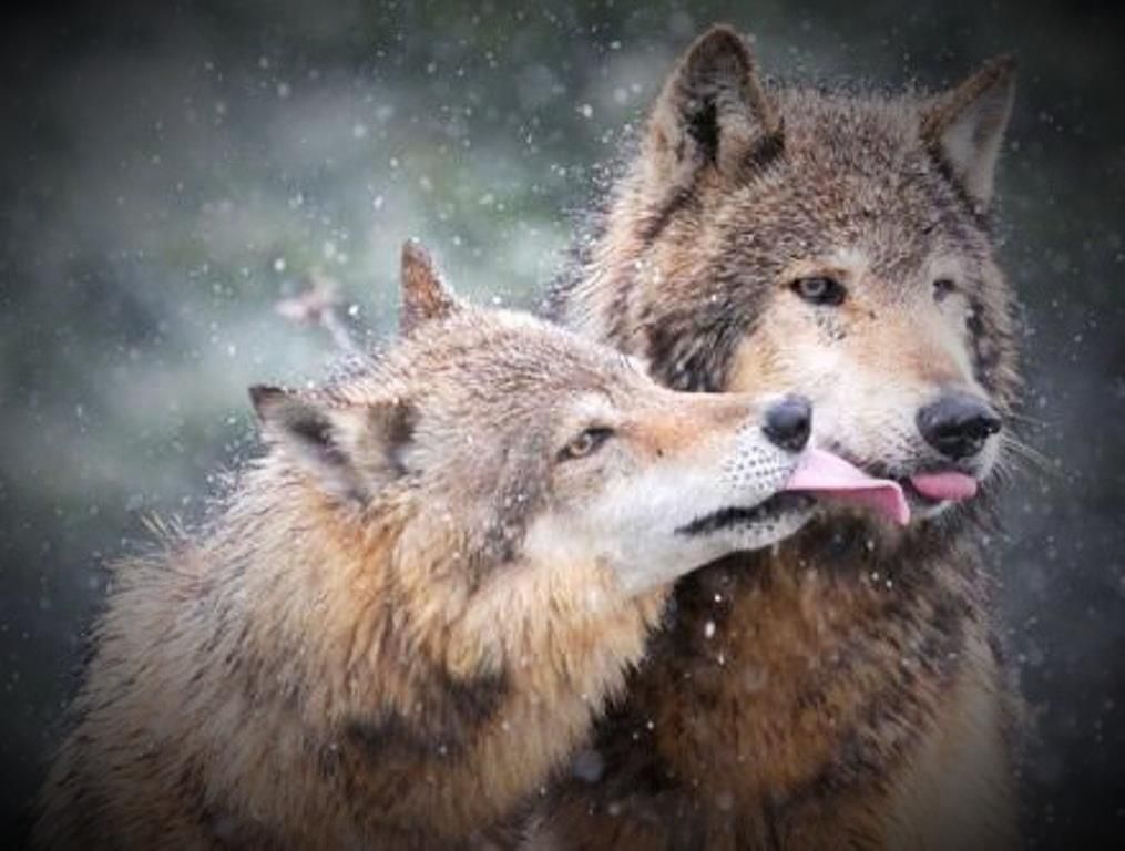 Wolves | Wolf dog, Wolf pictures, Animals beautiful