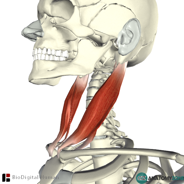 Nerves Function, Muscle Function, Neck Muscle Anatomy ...