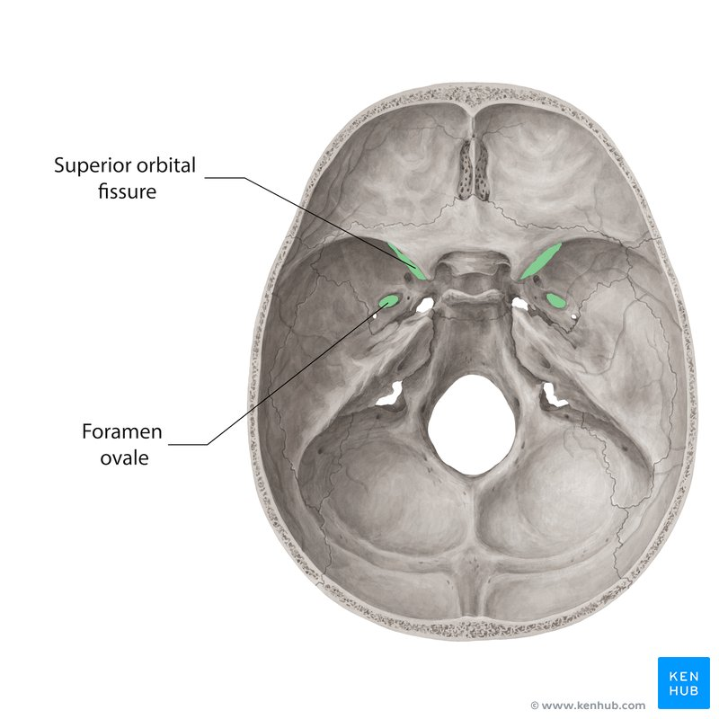 Foramina And Fissures Of The Skull In 2021 Human Anatomy And Physiology Human Anatomy Anatomy And Physiology