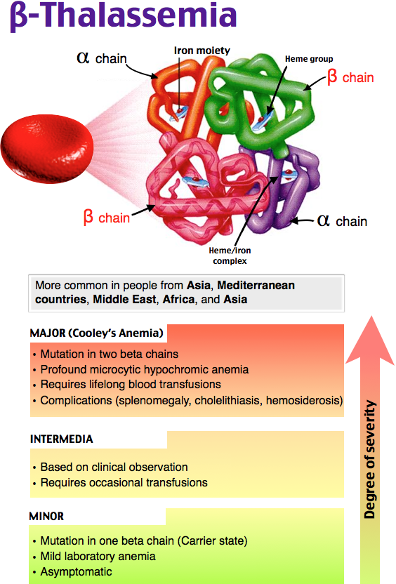 Thalassemia Ppt Hemoglobin Anemia | My XXX Hot Girl