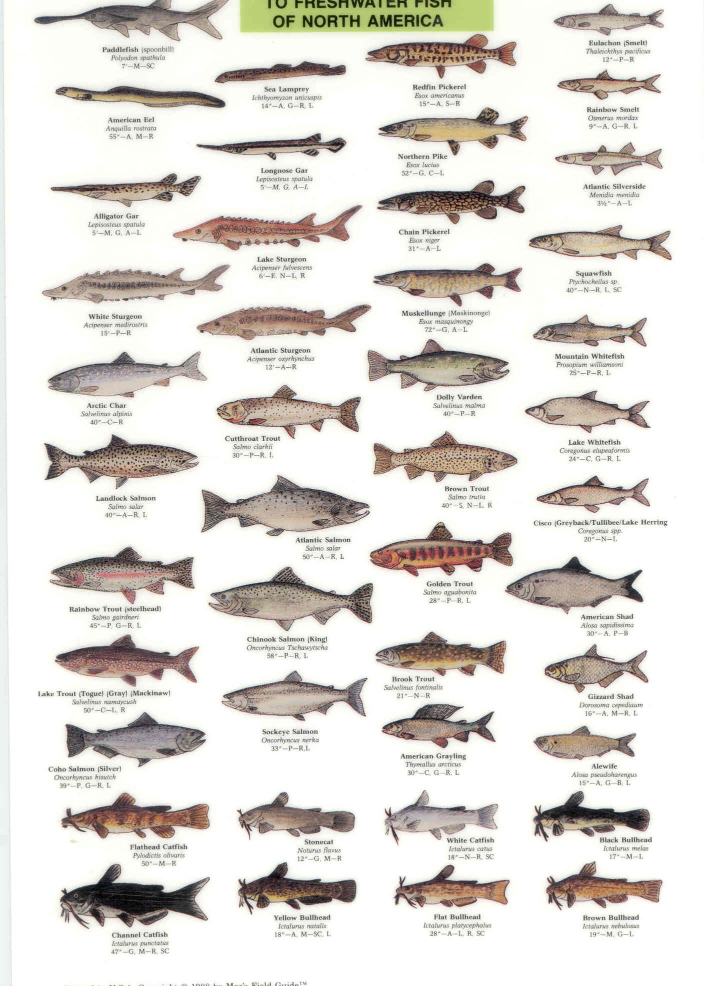 Nys Freshwater Fish Identification Chart