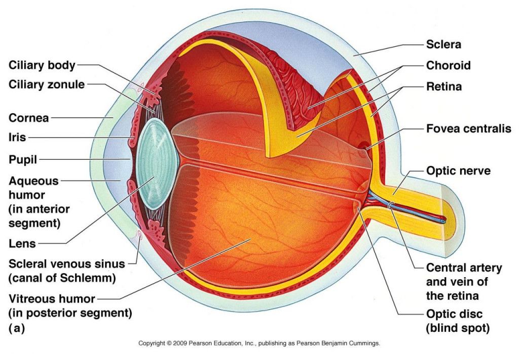 Diagram Of An Eye With Labels