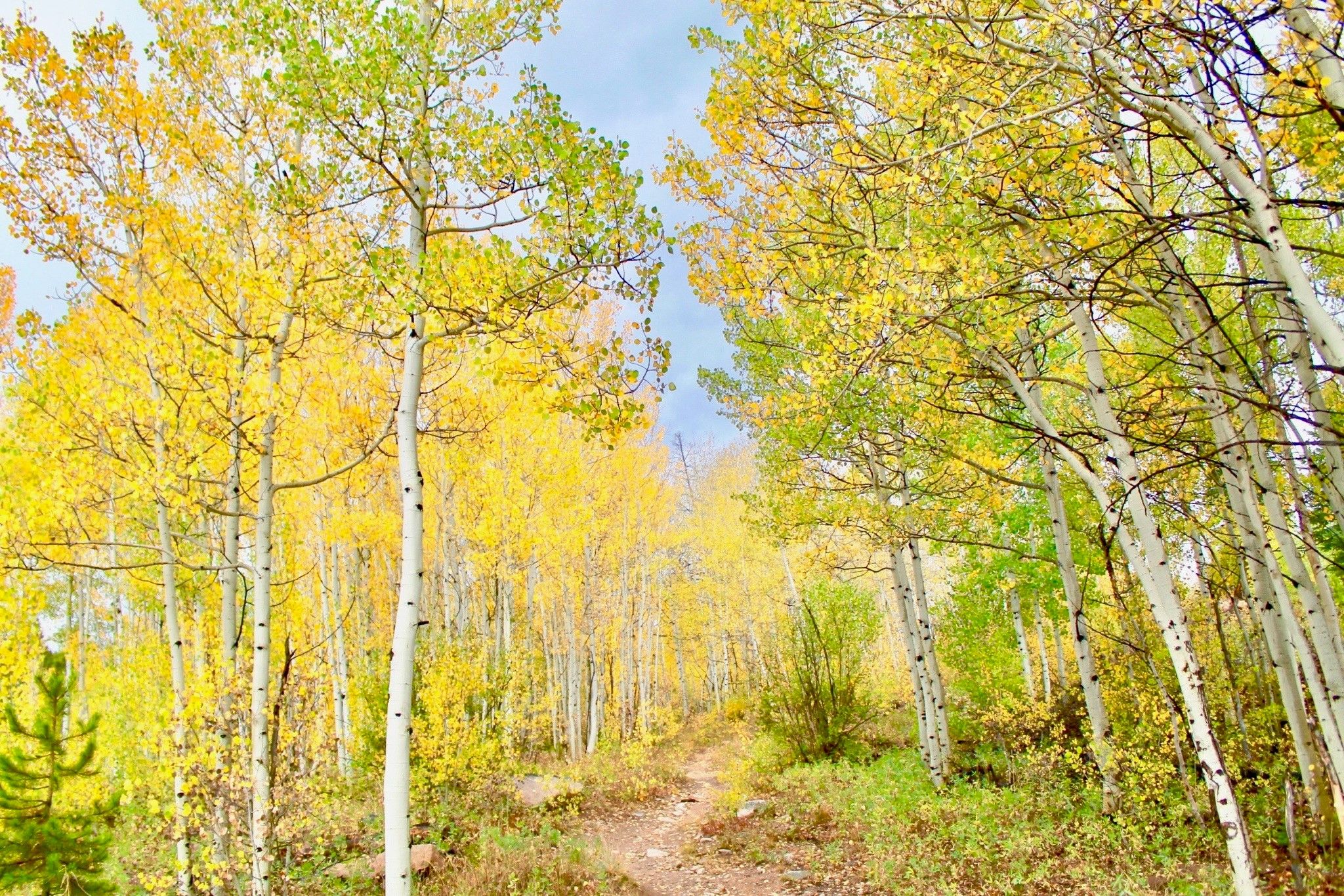 Winter Park's Guide to the Best Leaf Peeping this Fall Leaf peeping