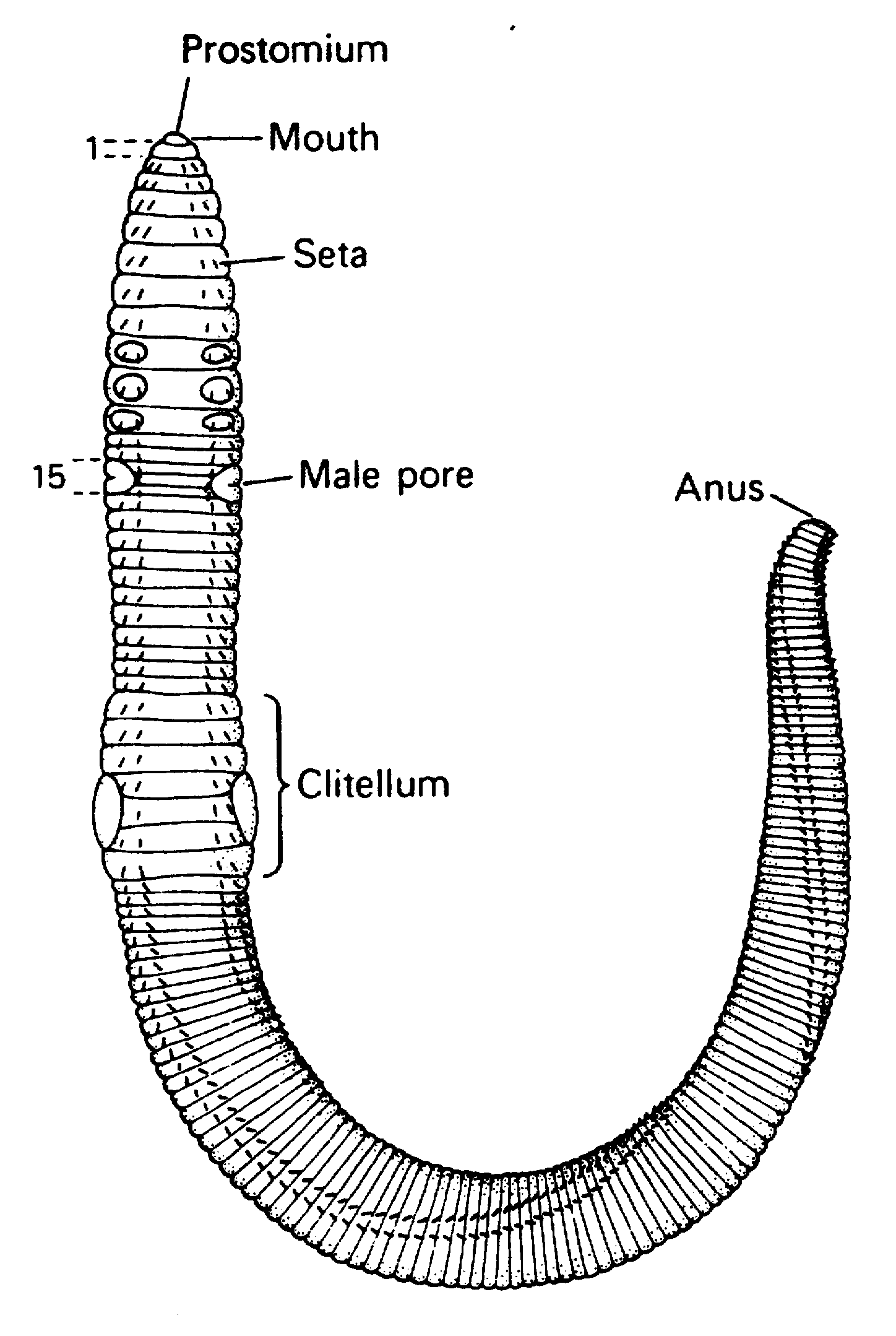 Diagram Of An Earthworm