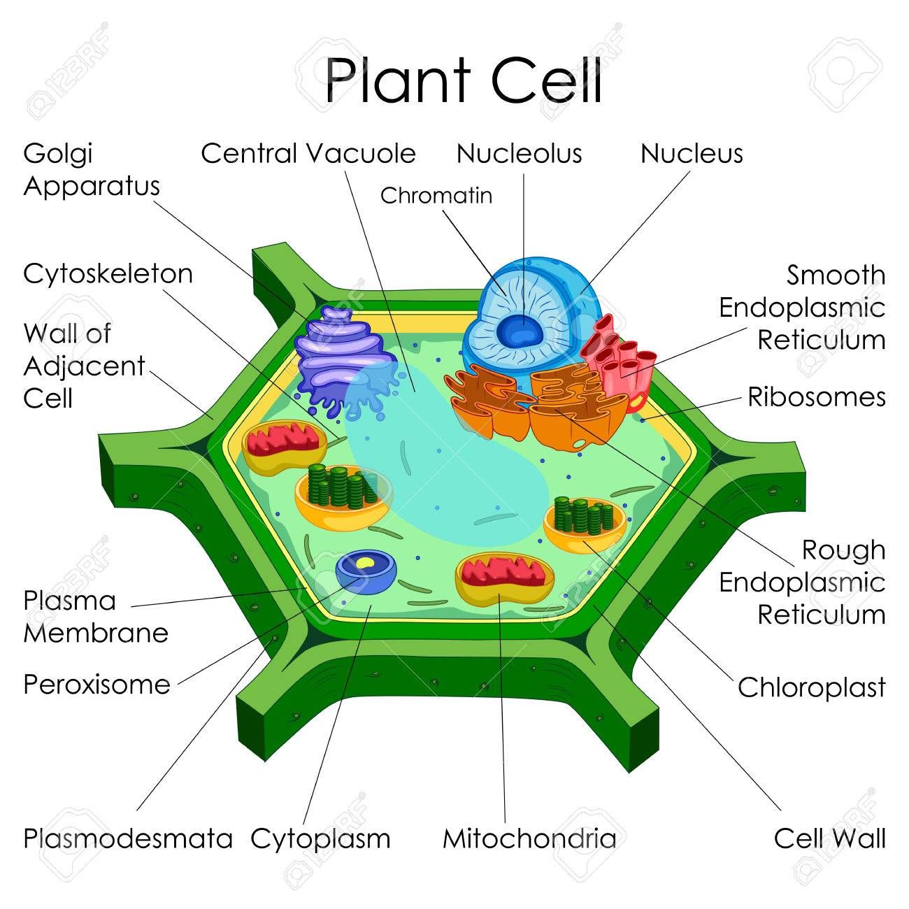 Simple Plant Cell Diagram Labeled