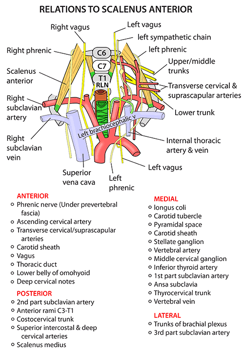 Head and Neck - Nerves - Autonomic - Relations to scalenus anterior ...