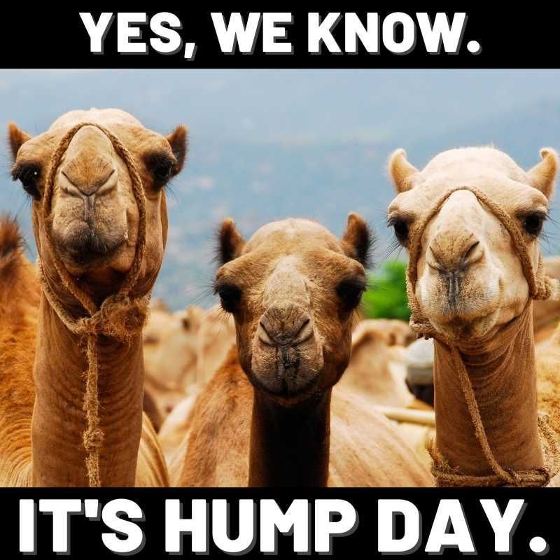 Hump Day Memes To Help You Laugh Thru Wednesday In 21 Camels Funny Funny Hump Day Memes Hump Day