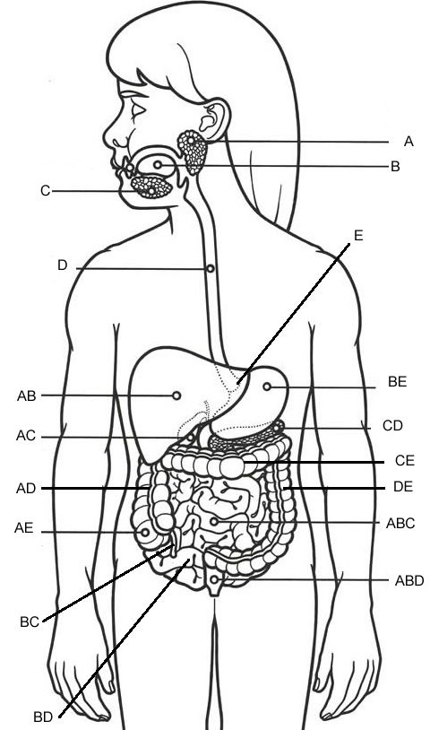 Label – Digestive System (Overall) | Digestive system worksheet ...