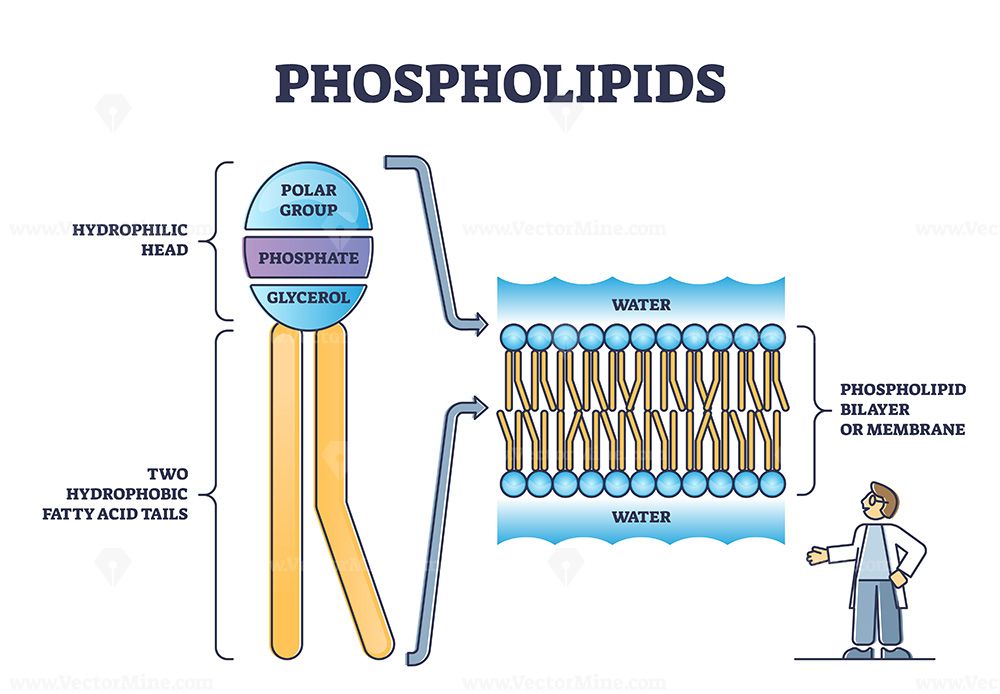 Phospholipid or phosphatides lipids head and tail structure outline ...