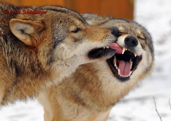 Wolves Seemingly Love French Kissing Fierce Animals, Two Wolves, Wolf ...