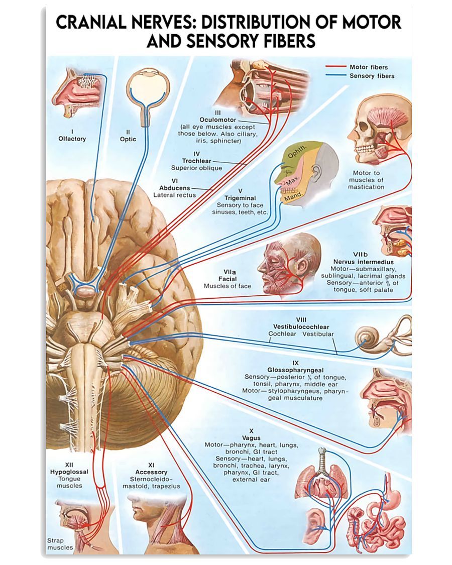 Geriatrics, Human Anatomy And Physiology, Cranial Nerves Anatomy, Human ...