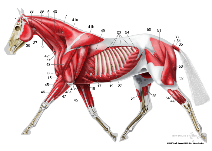 Horse Muscle Diagram