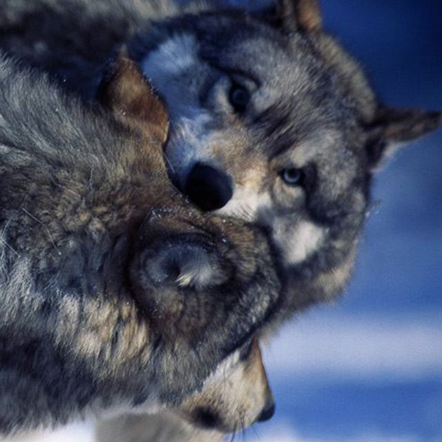 Wolf love bites | Animal photography wildlife, Wolf love, Wild wolf