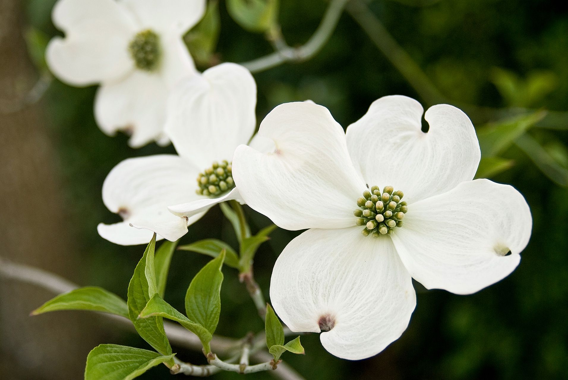 Flowers That Bloom On Trees at George Moreno blog