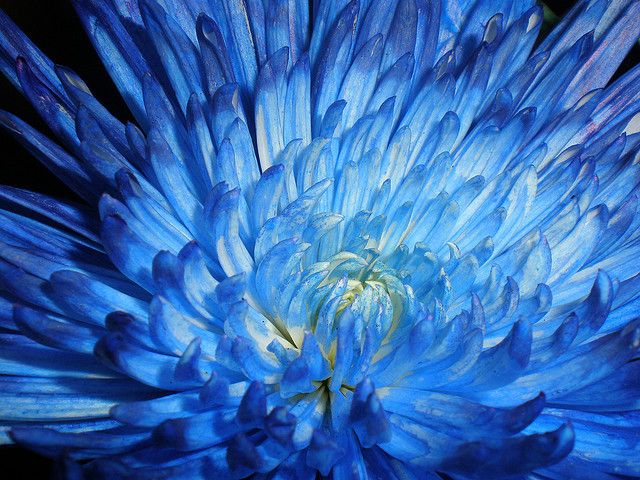 Beckoning Blue Giant Aster