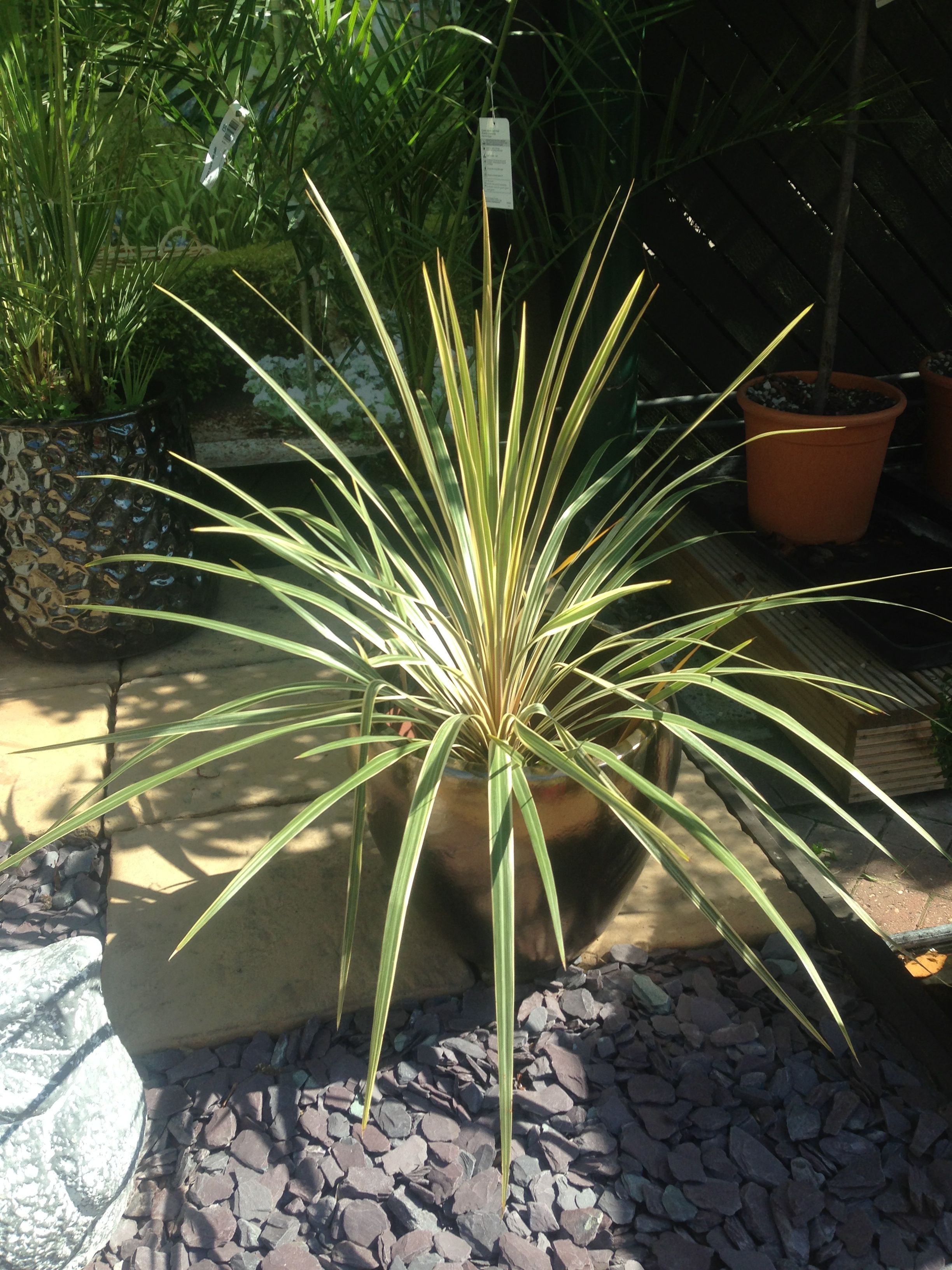 Spiky plant Spiky, Garden Plants, Outdoor Gardens, Greenery, Canning ...