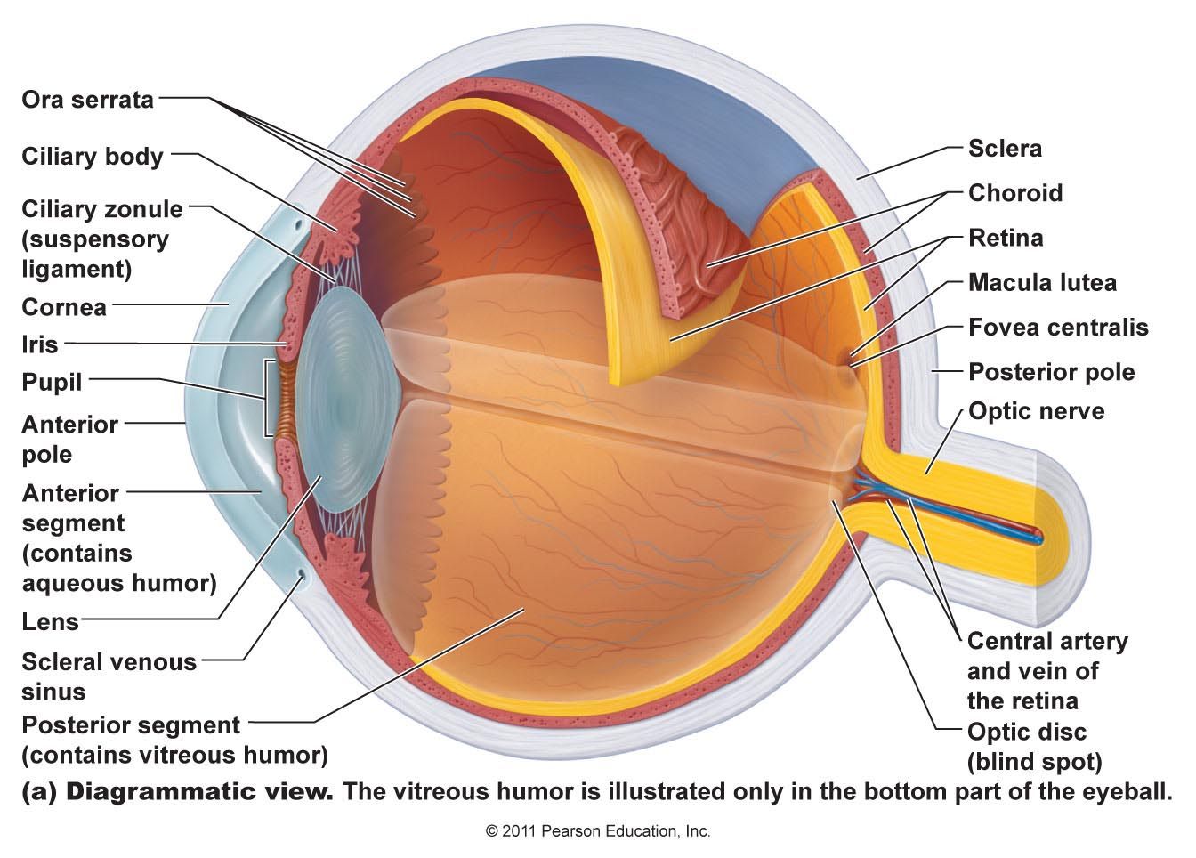 Anatomy Of The Human Eye Parts Of The Eye Explained Lasikplus | Images ...