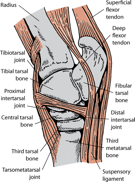 Disorders of the Tarsus in Horses: Bone, Joint, and Muscle Disorders in ...