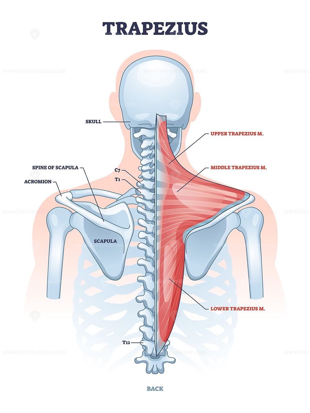 Trapezius muscle and human back spine skeletal structure outline ...